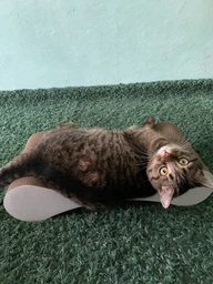 Кігтеточка дряпка з гофрокартону лежанка для котів з картонним фасадом Cat Joy Modern Whitish 54x13x25 см