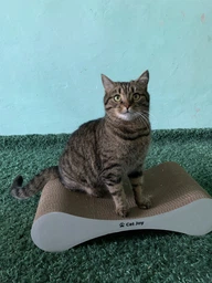 Кігтеточка дряпка з гофрокартону лежанка для котів з картонним фасадом Cat Joy Modern Whitish 54x13x25 см фото від покупців 1