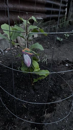 Магнолія 3-х річна Soulangeana Speciosa в горщику