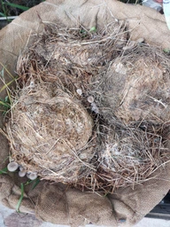 Мицелий Вешенки обыкновенной серой, Pleurotus sajor-caju 100 г