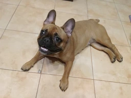 Корм сухий Profine Puppy Chicken and Potatoes для цуценят та юніорів всіх порід, з куркою та картоплею, 12 кг (8595602569939)