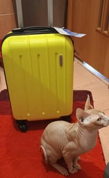 Чемодан для ручной клади пластиковый лоукост Wizz Air Ryanair 40 x 30 x 20 белый фото от покупателей 13