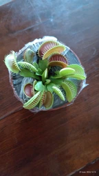 Венерина мухоловка. Дионея Floret фото от покупателей 14