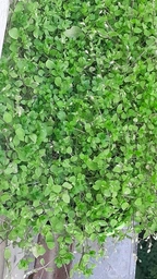 Насіння Гіпсофіла Бісер, 0,2 г (GL Seeds)