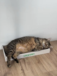 Царапка ЭКО "Подиум мини" картон LuckyPet, 24x50x5 фото от покупателей 9