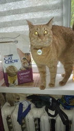 Сухой корм для взрослых кошек Purina Cat Chow Urinary для поддержания здоровья мочевыводящей системы, с курицей 1.5 кг (5997204514387) фото от покупателей 5