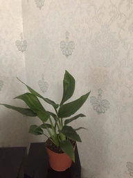 Райская Птица️ Cтрелиция Королевская Strelitzia Reginae, высота 30-40 см, объем горшка 1л