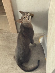 Кошачья мята игрушка для котов Вкусняшка CatNip фото от покупателей 3