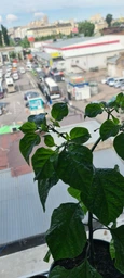 Набір для вирощування гострого перцю Pepper-X Carolina Reaper Red (Каролінський Жнець) фото от покупателей 1