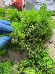 Стабилизированный мох ягель Nordic moss Зеленый травяной светлый 100 грамм фото от покупателей 1