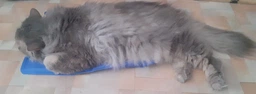 Коврик для собак и кошек Trixie охлаждающий 65х50 см Голубой (4011905286846) фото от покупателей 1