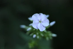 Объектив Canon EF 50mm f/1.8 STM (0570C005) фото от покупателей 6
