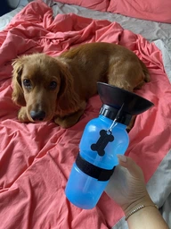 Дорожная бутылка поилка с чашей для собак Аqua Dog Голубой фото от покупателей 1