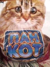 Пан Кот ГОВЯДИНА - Сухой корм для взрослых котов и кошек с говядиной, 10 кг фото от покупателей 3