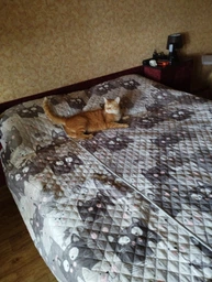 Покрывало Руно с ультразвуковой стежкой 150х212 см Полуторный Grey Cat двустороннее (Р360.52_Grey Cat) фото от покупателей 14