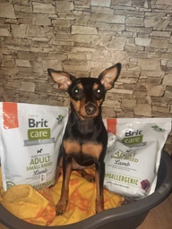 Сухой гипоаллергенный корм для взрослых собак малых пород Brit Care Dog Hypoallergenic Adult Small Breed Lamb с ягненком 7 кг (172651) фото от покупателей 5