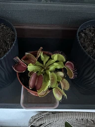 Венерина мухоловка. Дионея Floret фото от покупателей 11