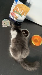 Сухой корм Farmina (Фармина) N&D Low Grain Cat Lamb & Blueberry Adult-1.5 кг фото от покупателей 2