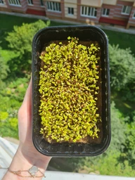 Набір для вирощування мікрозелені Panda microgreen на 7 врожаїв (ТОП 7 видів культур) фото от покупателей 14