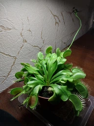 Венерина мухоловка. Дионея Floret фото от покупателей 10