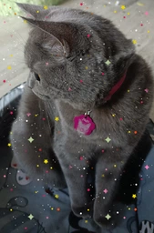Нашийник для котів, шкіряний WAUCAT Glamour із QR-паспортом, без оздоблень, XXS, ширина 9 мм, довжина 22-30 см, рожевий (32487) фото від покупців 5