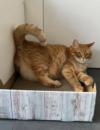 Кігтеточка-ліжко Trixie з котячою м'ятою картон 45х12х33 см (4011905480138)