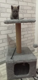 Домик когтеточка для кота дряпка для кошки Мур-Мяу КотэДж 34x34x67 см в сизалевой веревке Темно синий - темно бежевый