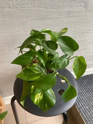 Епіпремнум Epipremnum Aureum 12 / 20 см висота плетючий 4535