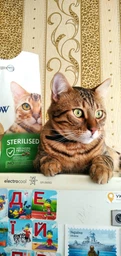 Сухой корм для кошек Purina Cat Chow Sterilised с индейкой 1.5 кг (7613287329516) фото от покупателей 9