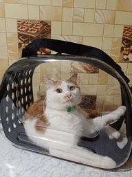 Сумка переноска mini Pet прозора для домашніх тварин (кішок, собак, кроликів і ін.) (Код: IBH010B)