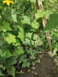 Люфа семена (20 шт) (Luffa aegyptiaca) кабачок губка тыква мочалка вьетнамская люфа египетский оргурец фото от покупателей 5