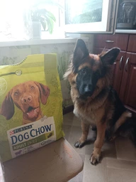 Сухий корм з ягням Purina Dog Chow Пуріна Дог Чао для дорослих собак 2,5 кг (7613034485946)