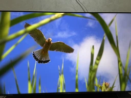 Телевізор Hisense 55E7KQ Pro 55" QLED 4K (20011589) EU [131599]