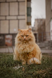 Canon RF 50mm f/1.8 STM (4515C005) фото от покупателей 1