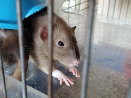 Корм для щурів Beaphar Care + Rat 750 г (18401) (8711231184019) фото від покупців 2