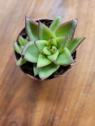 Сукулент Ехеверія Агавовидна ліпстік (Echeveria agavoides Lipstick) D5 см (1453) фото від покупців 1
