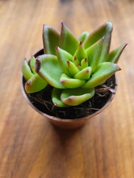 Сукулент Ехеверія Агавовидна ліпстік (Echeveria agavoides Lipstick) D5 см (1453)