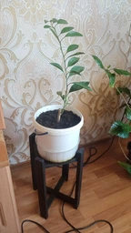 Подставка для цветов ЗРостай Стойка средняя венге (der-ST-sr-VENG)