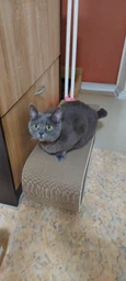 Say Meow Grace кігтеточка-лежанка 67х27х24 см - бежевий