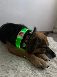 Нашийник для собак з підсвічуванням WAUDOG LED, магнітна застібка, 60 см, 25 мм фото від покупців 2