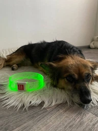 Нашийник для собак з підсвічуванням WAUDOG LED, магнітна застібка, 60 см, 25 мм фото від покупців 1