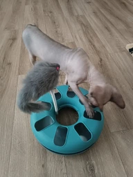 Іграшка для котів трек ігровий з мишкою Trixie Crazy Circle 24*29 см фото від покупців 15