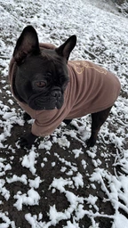 Худи для собак DogClub Frenchdog XXL Brown фото от покупателей 4