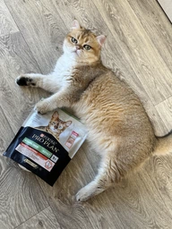 Сухой корм для стерилизованных кошек и котов Purina Pro Plan Sterilised Adult 1+ Vital Functions с лососем 3 кг фото от покупателей 19