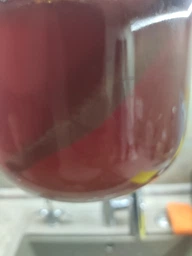 Продукт Чайний гриб KomBUCHA BOX 1 шт на 3л банку фото від покупців 7