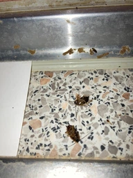 Комплект 2 шприца гель-паста средство от тараканов Targan-dez Stop Cockroach gel + Подарок Клеевая ловушка фото от покупателей 17