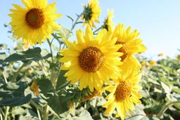 Фотоаппарат Canon EOS 250D BK 18-55 DC III (3454C009AA) фото от покупателей 6