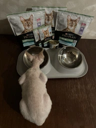 Вологий корм для стерилізованих котів Purina Pro Plan Sterilised Пуріна Проплан з яловичиною в підливці пауч 85 г 26 шт (7613036092883) фото от покупателей 5