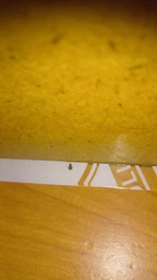 Комплект 2 шприца гель-паста средство от тараканов Targan-dez Stop Cockroach gel + Подарок Клеевая ловушка фото от покупателей 15