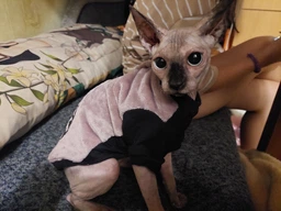 Теплая кофта для котов и кошек из махровой ткани Style Pets FaceSPM (KM/FSPM/pn) XL-